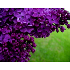 Бузок “Лікарський” Саджанці дворічні