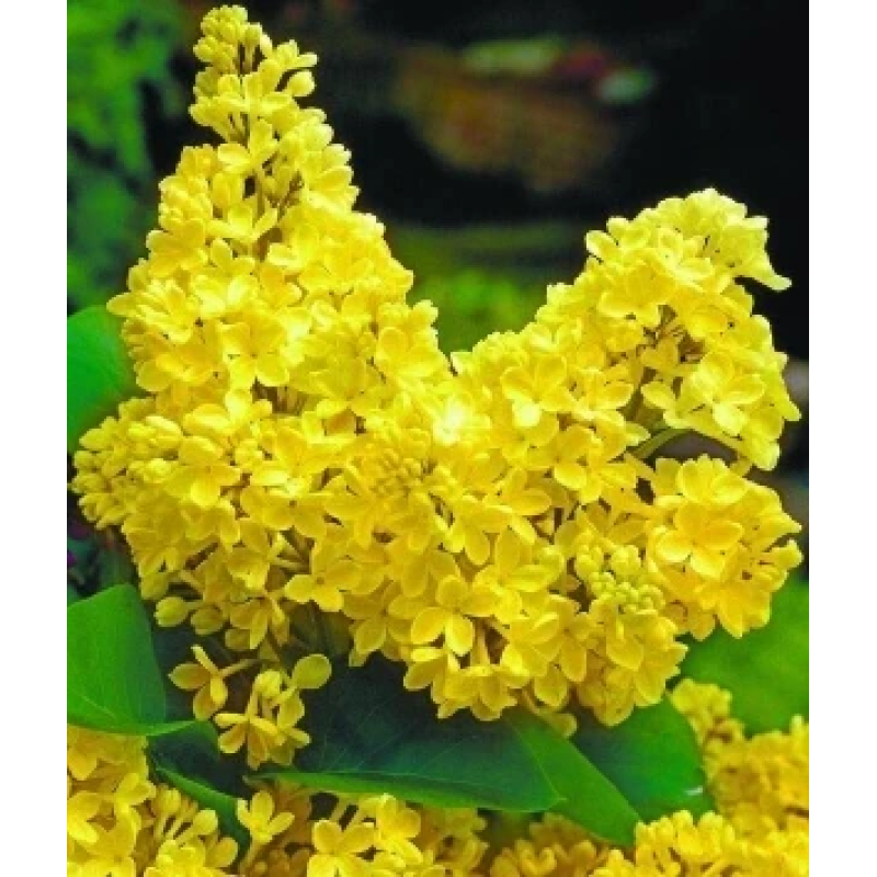 Бузок “Примула” Саджанці дворічні Бузок “Примула” Саджанці дворічні