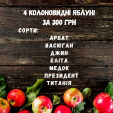 Набір з 4 колоновидних яблунь