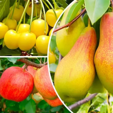 Комплект Плодових дерев 280 грн