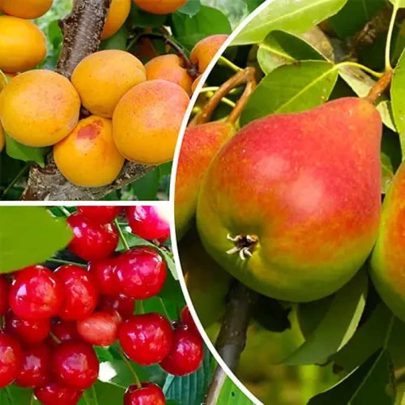 Комплект з із 3 сортів плодових дерев (груша Улюблениця Клапа, черешня Світ Харт, абрикос Голд Річ