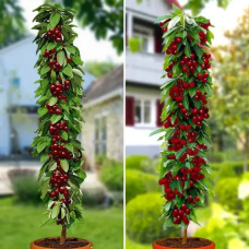 Комплект колоновидних саджанців Рубінова насолода (Черешня Хелена, Метрон Глорі, вишня Малютка)