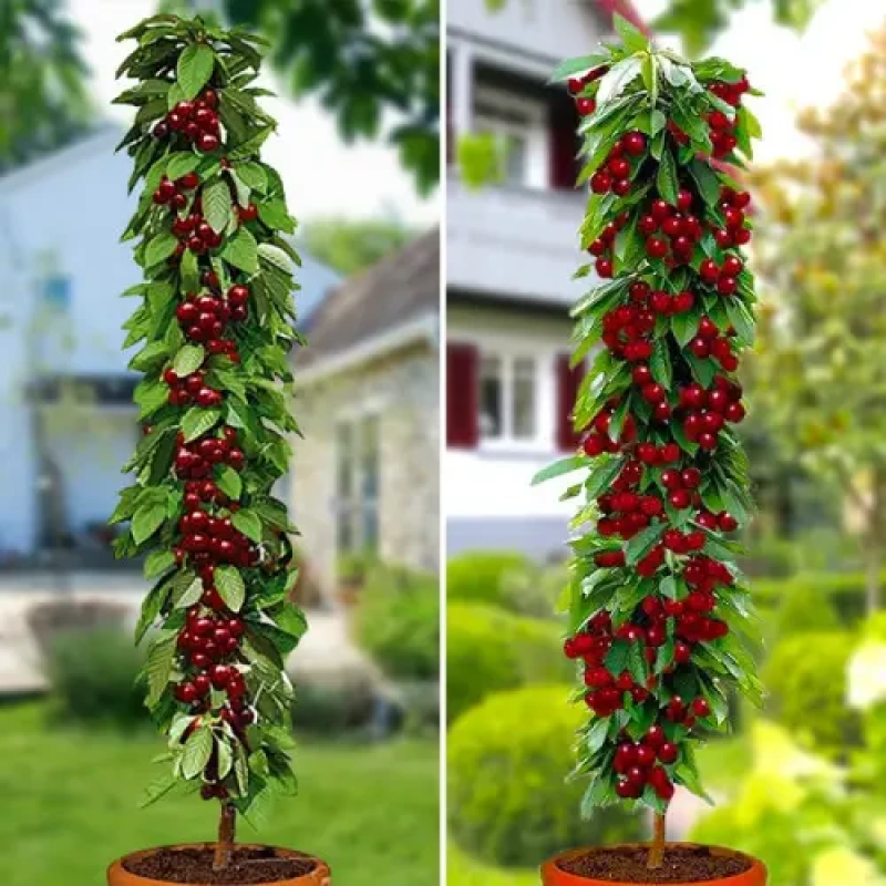 Комплект колоновидних саджанців Рубінова насолода (Черешня Хелена, Метрон Глорі, вишня Малютка)