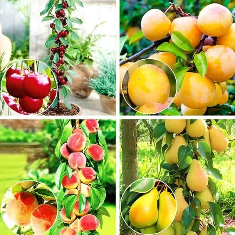 Комплект колоновидних дерев Мультивітамін (вишня Захват, груша Санремі, слива Мірабель, персик Тотем Садівника)