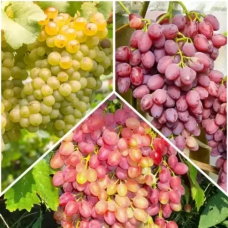 Комплект з 3 саджанців безкісткового винограду (Велес, Новочеркаський, Юпітер Детальніше: