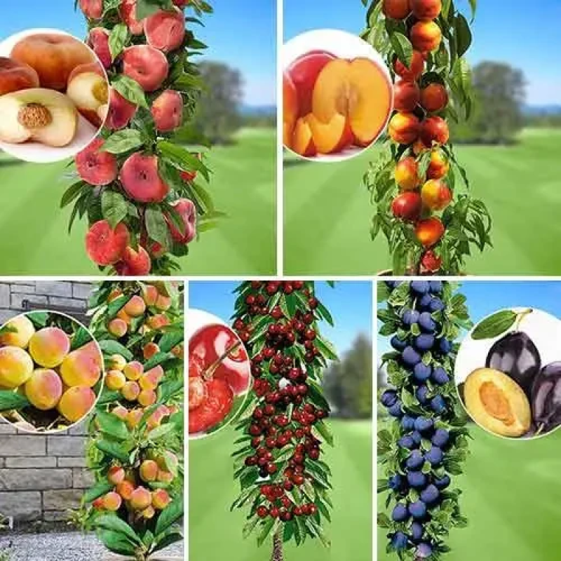 Комплект колоновидних “Улюблені фрукти“ (Принц Березень, Фантазія, Кримський, Квін Мері, Імперіал) Комплект колоновидних “Улюблені фрукти“ (Принц Березень, Фантазія, Кримський, Квін Мері, Імперіал)