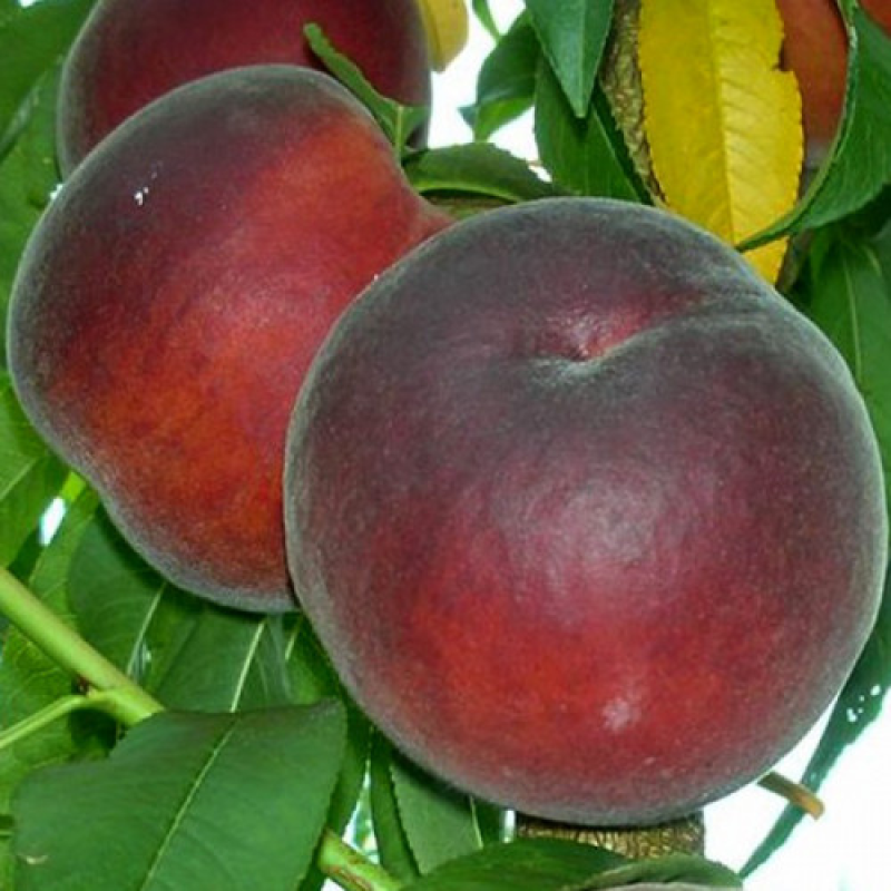 Персик Ерітрокарпа (червоном“ясиста)