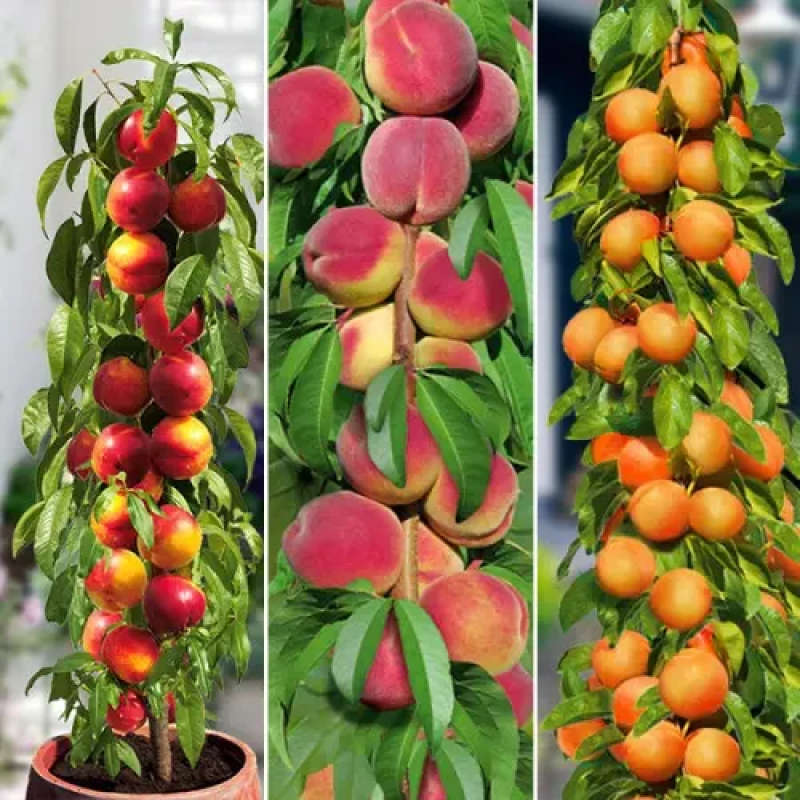 Комплект колоновидних саджанців Гордість садівника (абрикос Санні, персик Медовий, нектарин Рубіс)