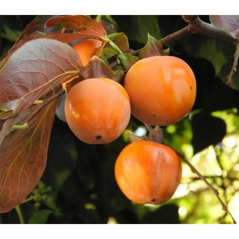 Хурма Джон Рік Хурма Джон Рік