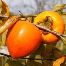 Хурма Піраміда