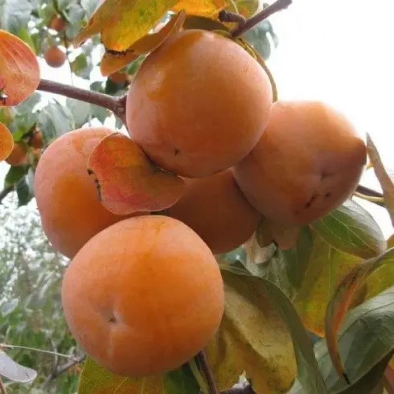 Хурма Пам“яті Чернявого