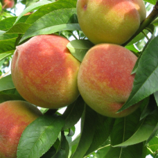 Персик Жовтоплідний ранній