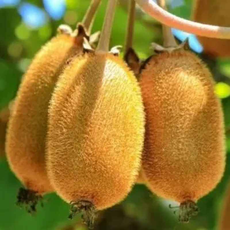 Ківі Колходский Ківі Колходский