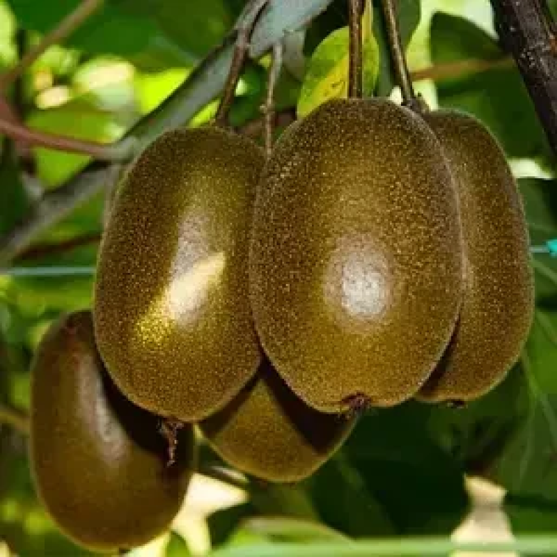 Ківі Сореллі