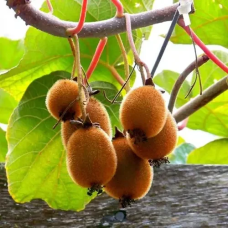 Ківі Містер Майк