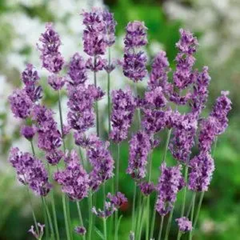 Лаванда Річард Грей