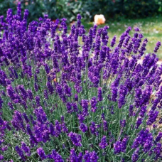 Лаванда Елізабет