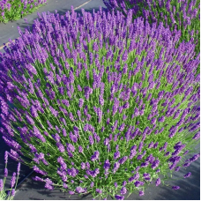 Лаванда Англійська вузьколиста Блю Сент Ерлі
