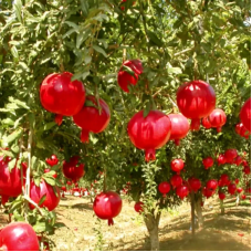 Гранат Гюлоша рожева