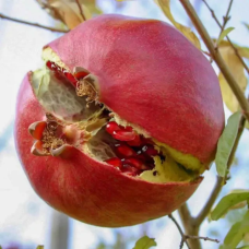 Гранат Нікітський ранній