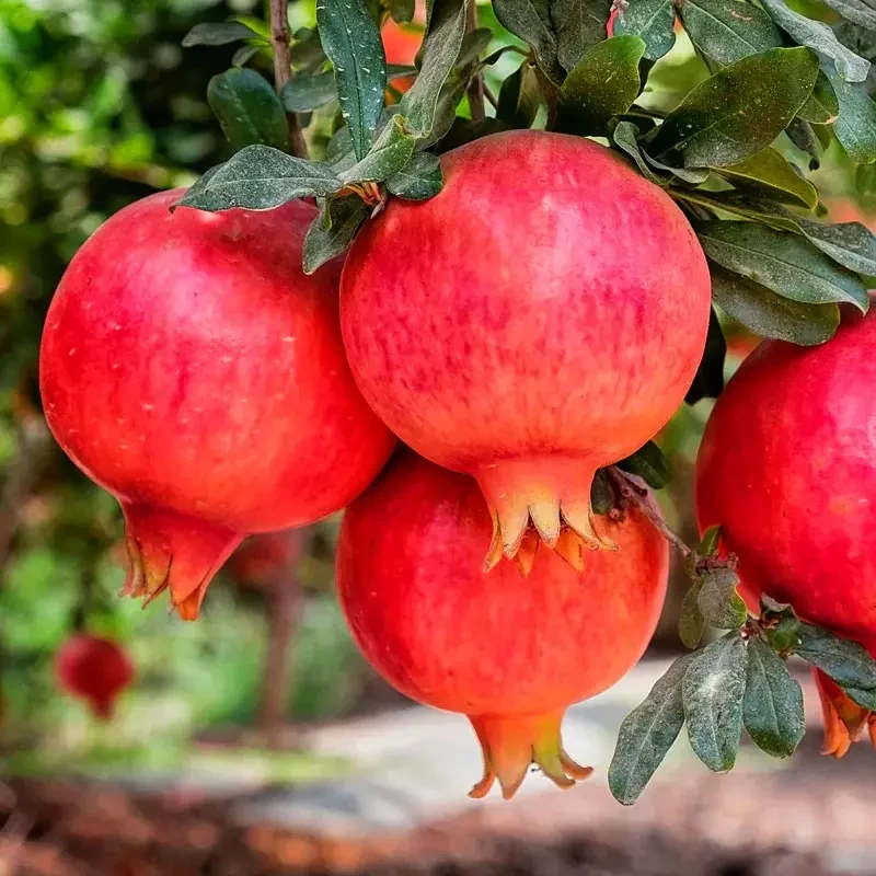 Гранат Лод-Жуар Гранат Лод-Жуар