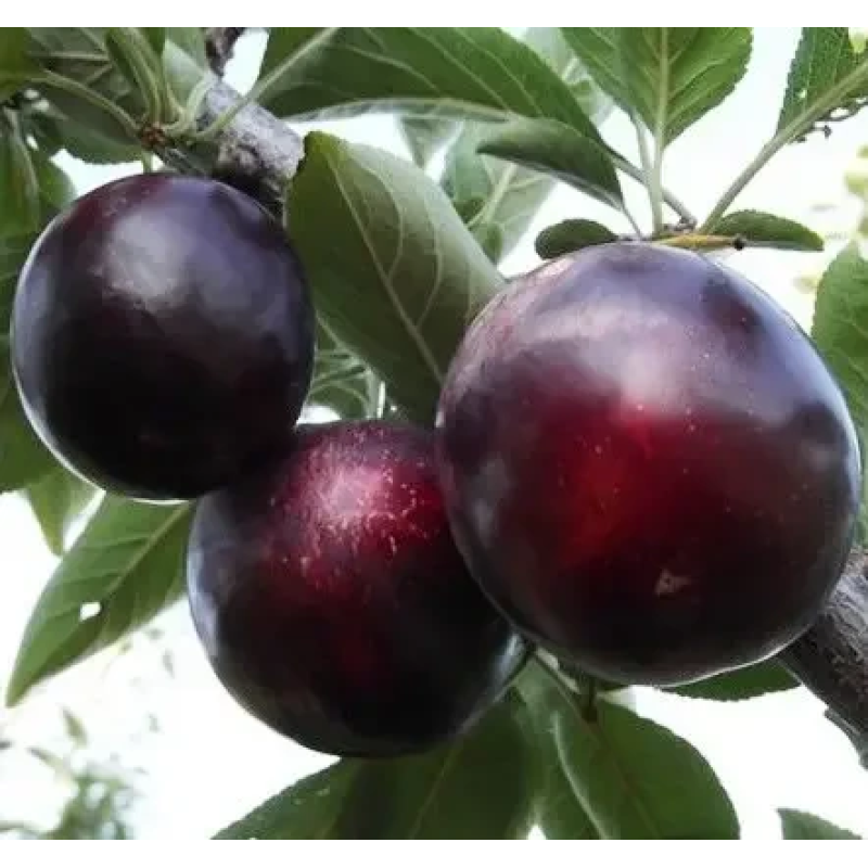 Алича Ельдорадо Алича Ельдорадо