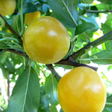 Алича Ерлі Голд