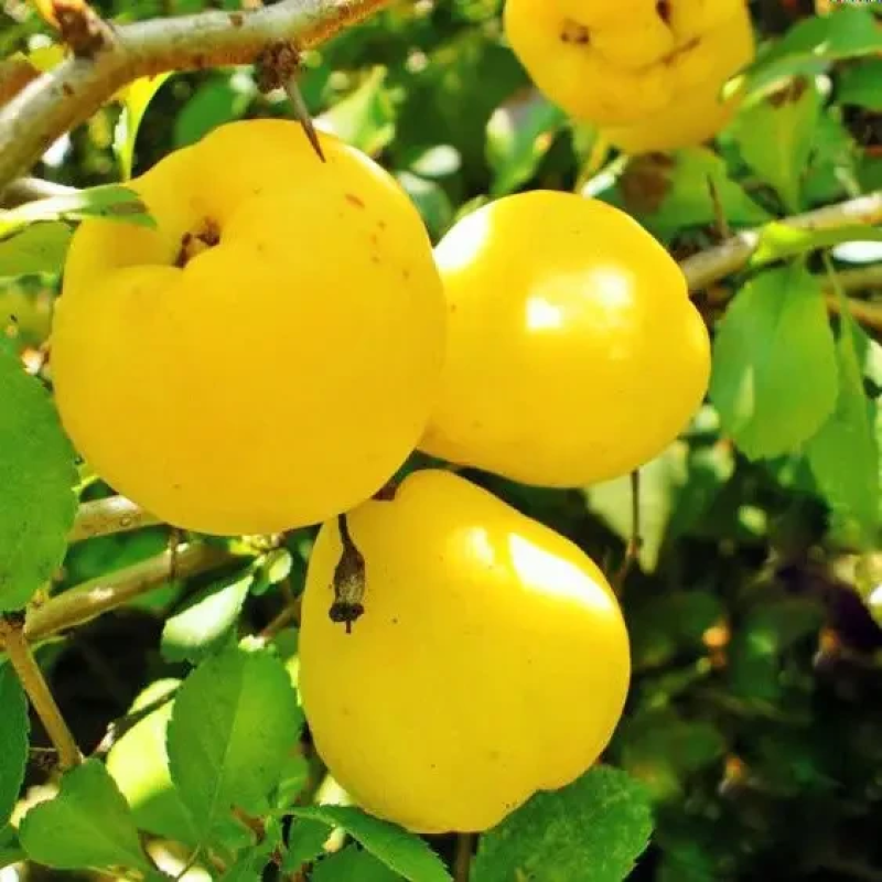 Айва Золотиста