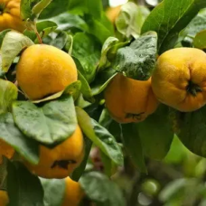 Айва Кримська рання