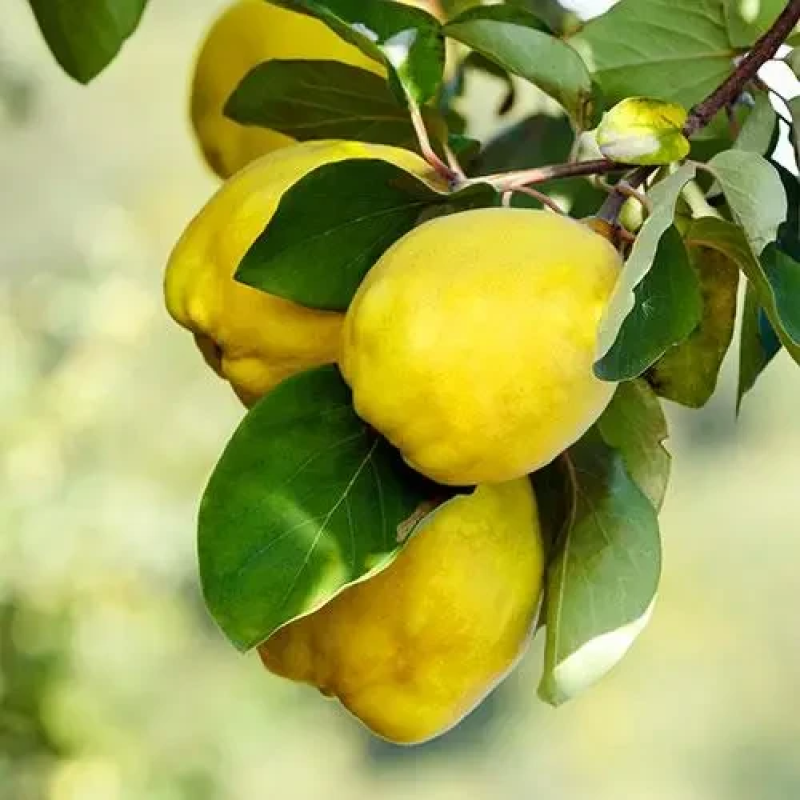 Айва Мускатна