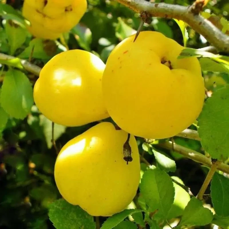 Айва Соковита Айва Соковита