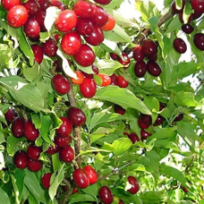 Кізіл Олена