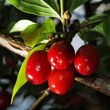 Кізіл Миколка