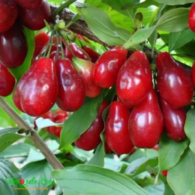 Кізіл Видубицький