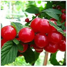 Вишня повстяна Аліса (середньостигла) щеплена