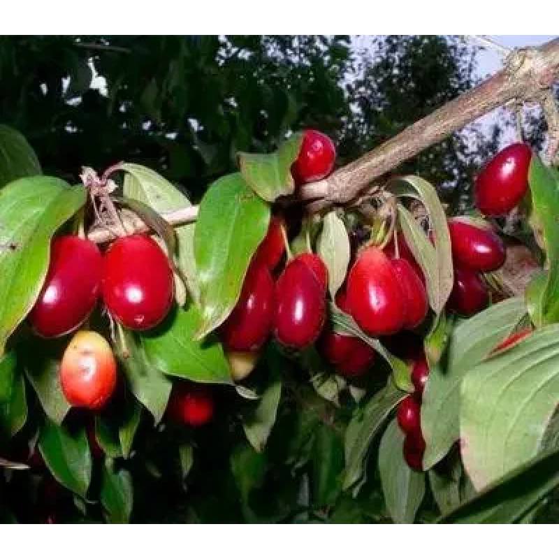 Кізіл Михайловський Кізіл Михайловський