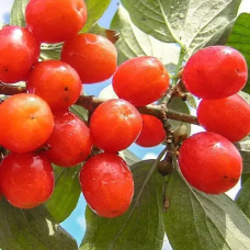 Кізіл Короловий Марка