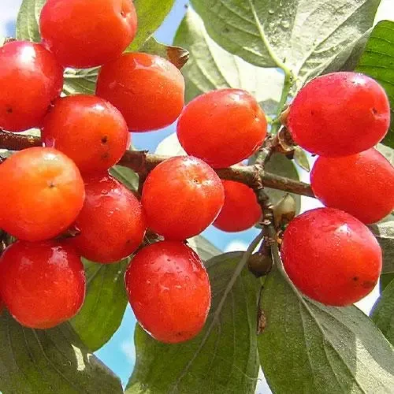 Кізіл Короловий Марка