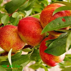 НЕКТАРИНА ФАНТАЗІЯ - СЕРЕДНЬОГО ТЕРМІНУ, НЕВИБАГЛИВИЙ,ДУЖЕ СОЛОДКИЙ.