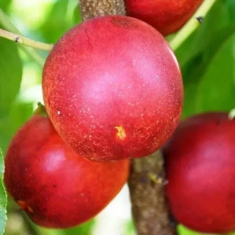 НЕКТАРИН КРЫМСОН ГОЛД - РАННЬОГО ТЕРМІНУ, ЗИМОСТІЙКИЙ, ВЕЛИКИЙ, СОЛОДКИЙ. НЕКТАРИН КРЫМСОН ГОЛД - РАННЬОГО ТЕРМІНУ, ЗИМОСТІЙКИЙ, ВЕЛИКИЙ, СОЛОДКИЙ.