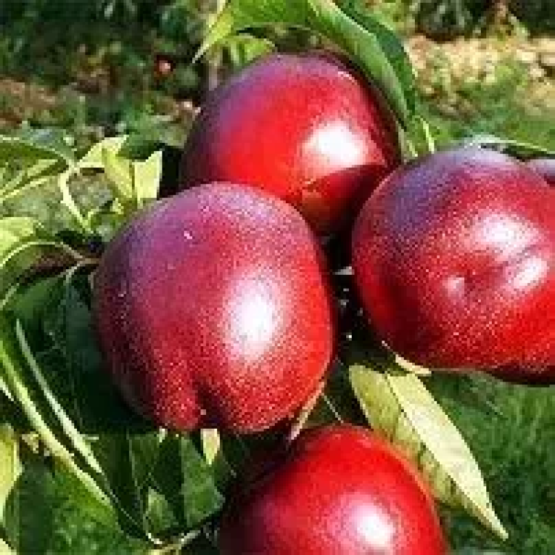 НЕКТАРИН СТАРК САНГЛО (STARK SUN GLO)