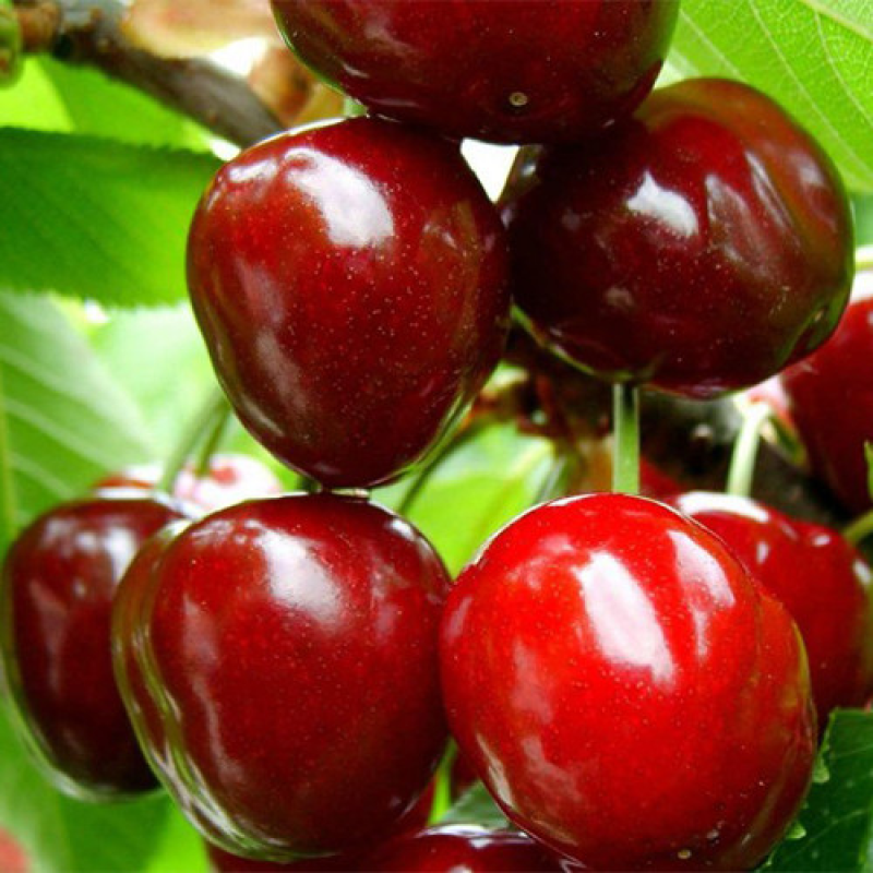 Черешня Великоплідна
