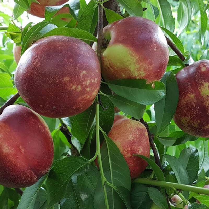 НЕКТАРИН СЕПТЕМБЕР КВІН (SEPTEMBER QUEEN) - ПІЗНЬОГО СТРОКУ, НЕВИБАГЛИВИЙ, ВЕЛИКИЙ.
