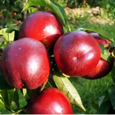 НЕКТАРИН ЧЕРВОНОЛИСТИЙ МЕДВЕДЄВСЬКИЙ 1