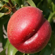 НЕКТАРИН КРИМЧАНИН