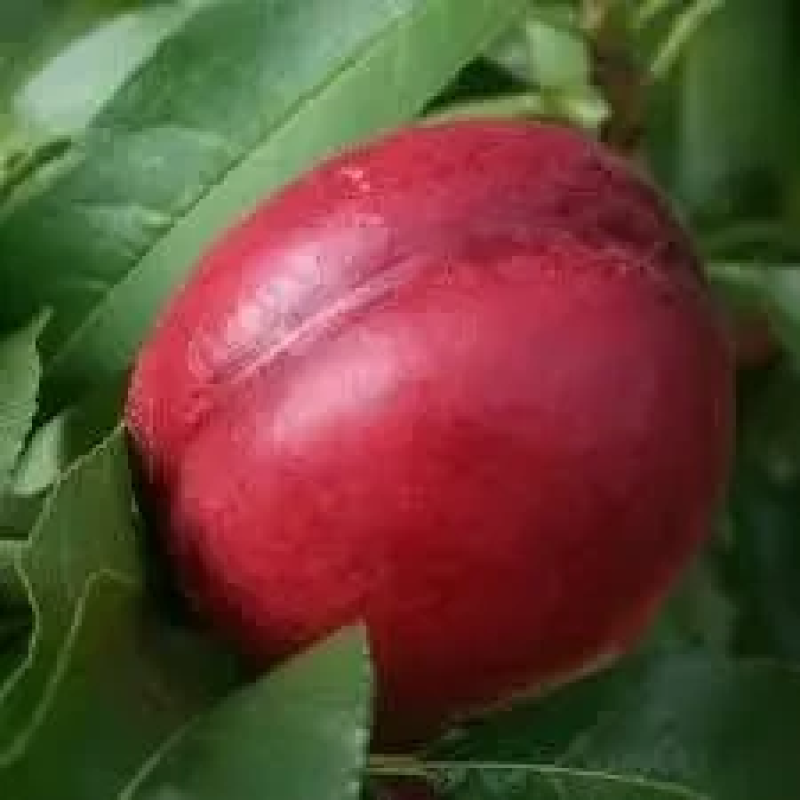 НЕКТАРИН ХАРБЛЕЙХ