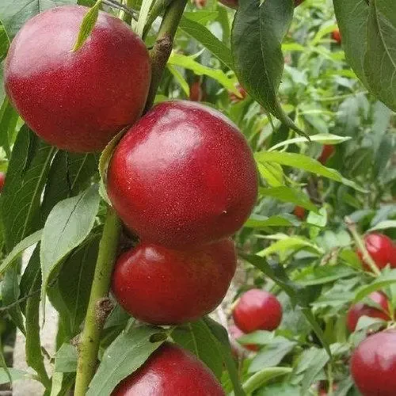 НЕКТАРИН НІКІТСЬКИЙ 85