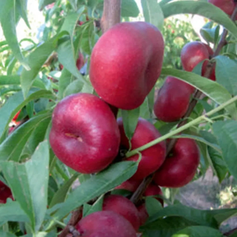 НЕКТАРИН ІНЖИРНИЙ ДОНАТ