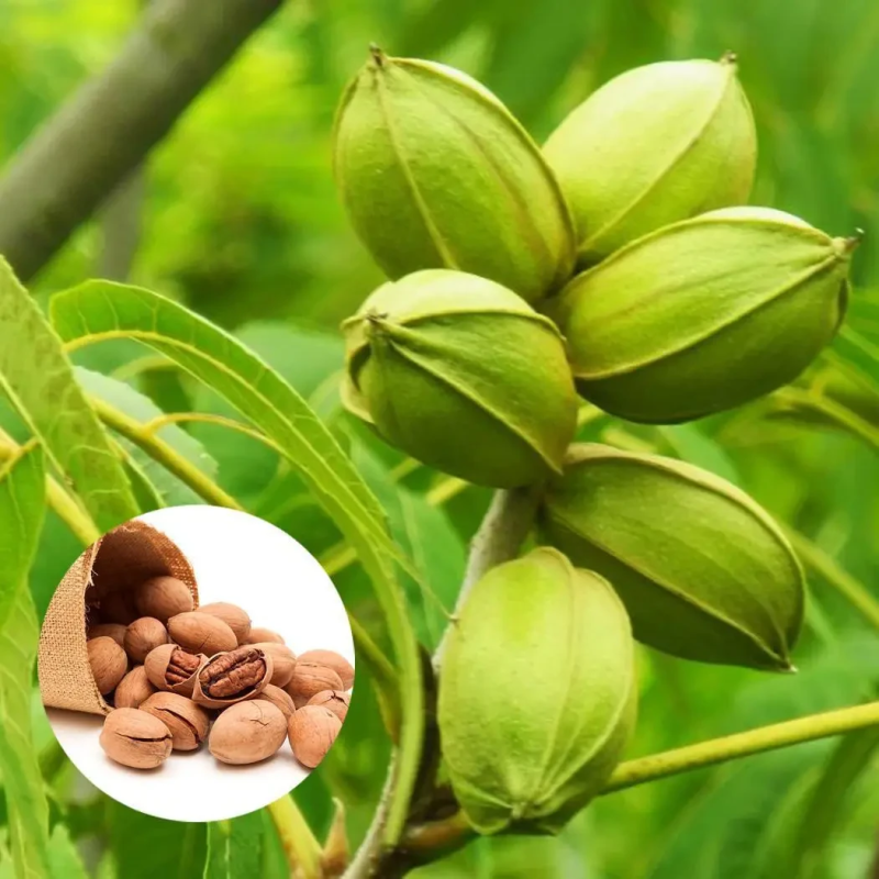 Горіх Пекан  Канза