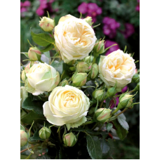 Троянда “Вайт Піано”Піоновидна